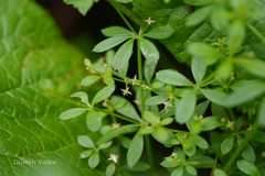 Galium asperuloides